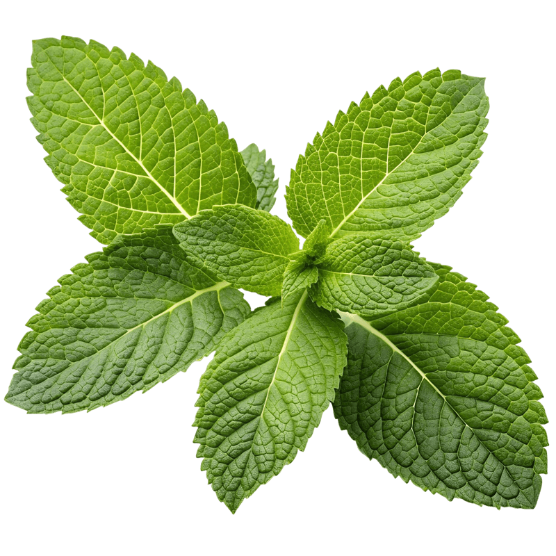 Basil Leafs